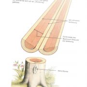 Shigo CODIT - Buchseite 21