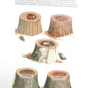 Shigo CODIT - Buchseite 40