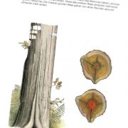 Shigo CODIT - Buchseite 73