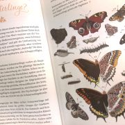 Buchseite mit unterschiedlichen Schmetterlingen