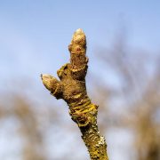 Obstbaumpflege vom Sprössling bis zum Greis