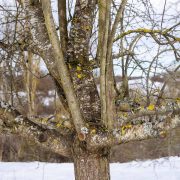 Obstbaumpflege vom Sprössling bis zum Greis