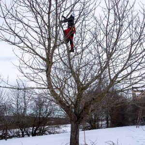 Obstbaumpflege vom Sprössling bis zum Greis