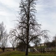 Obstbaumpflege vom Sprössling bis zum Greis