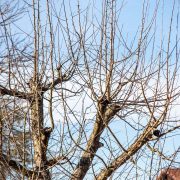 Obstbaumpflege vom Sprössling bis zum Greis