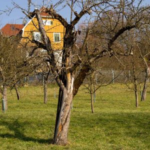 Obstbaumpflege vom Sprössling bis zum Greis