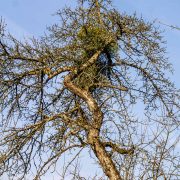 Obstbaumpflege vom Sprössling bis zum Greis