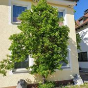 Obstbaumpflege vom Sprössling bis zum Greis