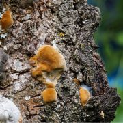 Desinfizieren von Werkzeugen