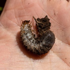 Rosenkäfer Engerling im Garten