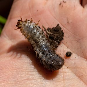 Rosenkäfer Engerling im Garten