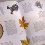 Blick ins Buch "Wunderwelt Wald": Kurze Erklärungen zu Walddetails.