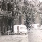 Blick ins Buch "Wunderwelt Wald": Schwarz-weiß Zeichnung