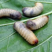 Engerlinge: Junikäferlarven auf einem grünen Blatt