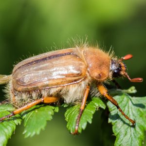 Junikäfer auf einem Blatt. Seine Engerlinge gelten als Schädlinge.