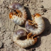 Engerlinge: Maikäferlarven auf der Erde