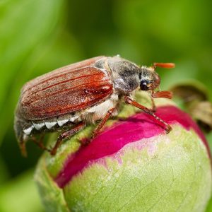 Maikäfer auf einer Pfingstrose. Seine Engerlinge gelten als Schädlinge.
