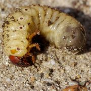 Engerlinge: Larve des Nashornkäfers