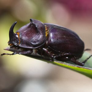 Nashornkäfer auf einem Blatt. Er ist, wie auch sein Engerling, sehr groß.