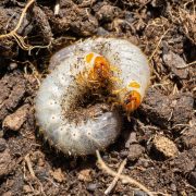 Engerlinge: Zwei Rosenkäferlarven liegen in Blumenerde