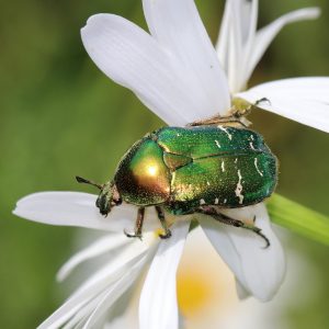 Rosenkäfer auf einer Blüte. Seine Engerlinge sind Nützlinge im Kompost.