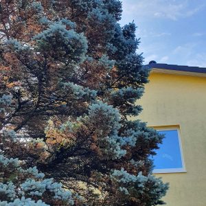 Intakte Triebspitzen und braune Nadeln im Inneren einer mit der Sitkafichtenlaus befallenen Blaufichte.