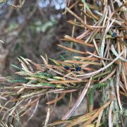 220705_Sitkafichtenlaus-Blaufichte_Marienkaeferlarve