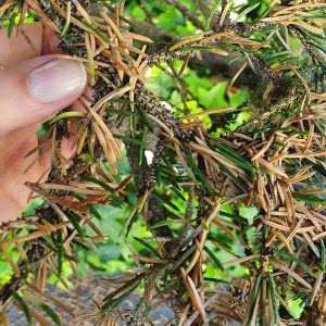 Braune Nadeln der Blaufichte durch den Befall mit der Sitkafichtenlaus