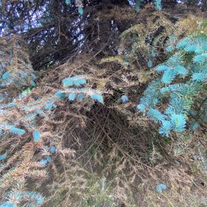 220705_Sitkafichtenlaus-Blaufichte_Schadbild