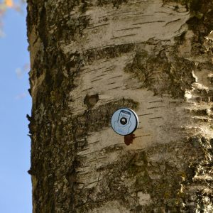 Mit Nagel befestigter NFC-Chip am Baum