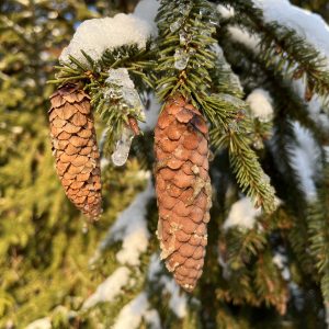 Fichtenzapfen-Harz-Winter-Schnee