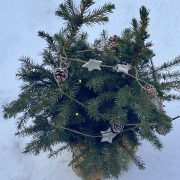 Serbische Fichte-Pinea omorika-Topf