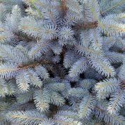 Blaufichte-silbergrau-Nadeln-Weihnachtsbaumduft