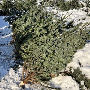 Weihnachtsbaumverkauf-geschlagene-Nordmanntannen