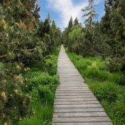 Moorwald-Steg-Kiefern