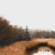 Moorwald-Sumpf-Gräser