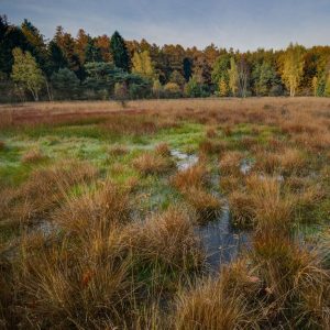 Moorwald-Sumpf-Herbstfärbung