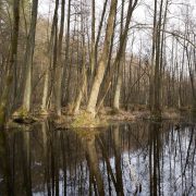 Moorwald-Bäume-Wasser-Spiegelbild