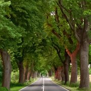 Deutsche Baumpflegetage 2022 - Allee