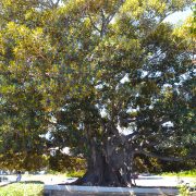 Moreton Bay Fig-Beverly Hills -Baum
