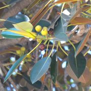 Große-tiefgrüne-Blätter-und-purpurfarbene-Früchte-der-Moreton-Bay-Fig