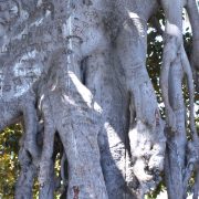 Moreton Bay Fig-Beverly Hills-eingeritzte Buchstaben-an-Luftwurzeln