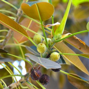 Moreton Bay Fig-Früchte