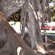 Moreton-Bay-Fig-Beverly-Hils-Luftwurzeln-im-Boden