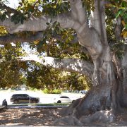 Mann-sitzt-unter-der-Moreton-Bay-Fig-Beverly-Hills