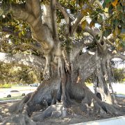 Moreton-Bay-Fig-Beverly Hils-Stamm-mit-kräftigen-Wurzeln