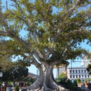 Moreton-Bay-Fig-Los-Angeles-Plaza-Einzelbaum