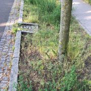 Baumrigolen-Schwammstadt