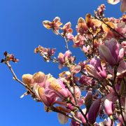 Braune-Blüten-Tulpenmagnolie-massiver-Frostschaden