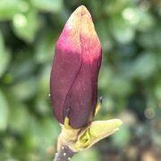 Braune Magnolienblüten-Purpurmagnolie-Knospe
